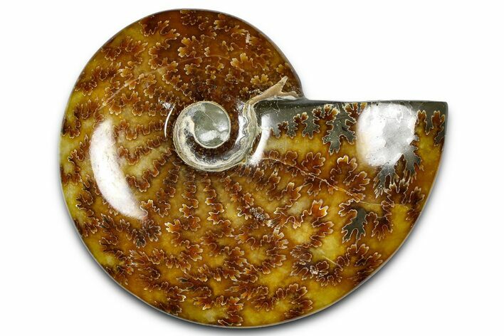 Polished Ammonite (Cleoniceras) Fossil - Madagascar #364999